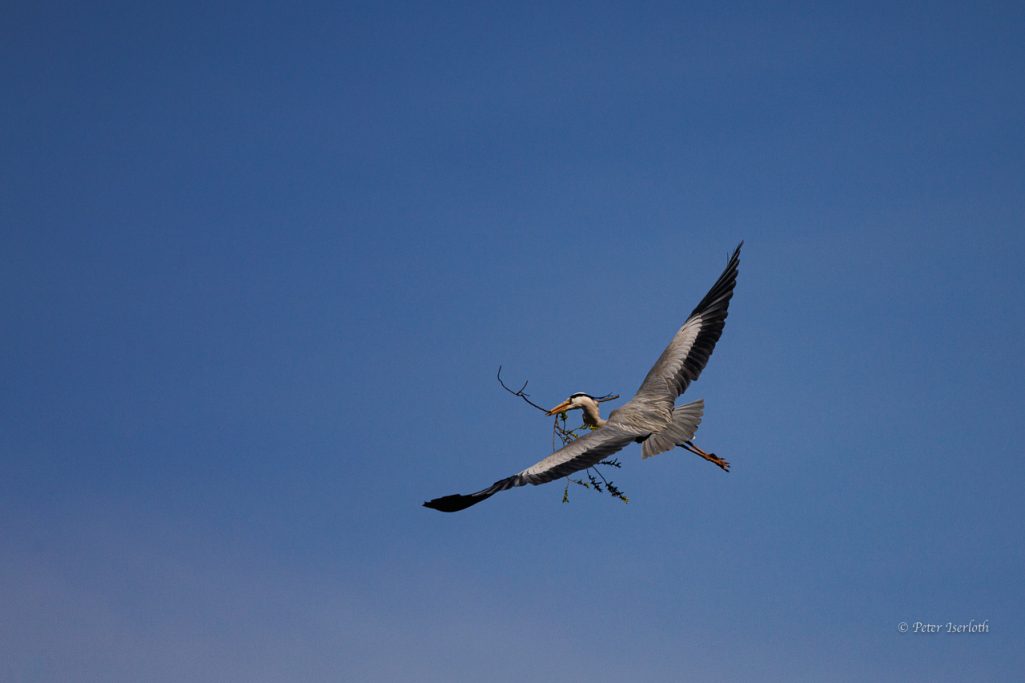 Fotografie eines Graureihers im Flug, mit Nistmaterial im Schnabel.