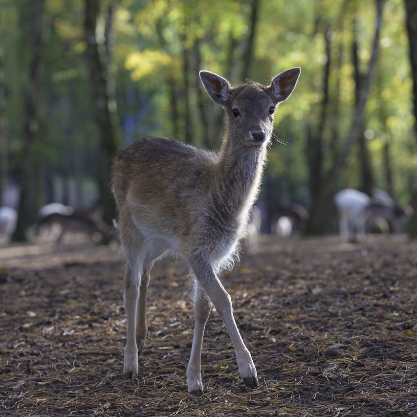 Ein Junges Reh steht in einem Wald mit grünen Bäumen im Hintergrund.