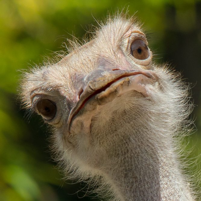 Nahaufnahme eines Straußes mit aufmerksamen Augen und einem neugierigen Gesichtsausdruck.
