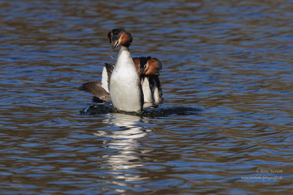 Zwei Enten schwimmen auf ruhigem Wasser.