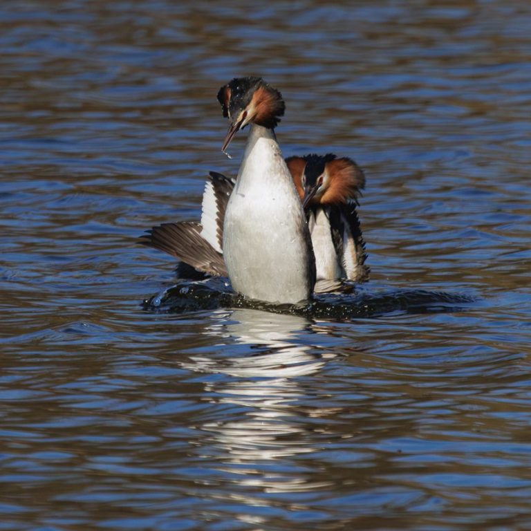 Zwei Haubentaucher schwimmen nebeneinander auf einem ruhigen Gewässer.