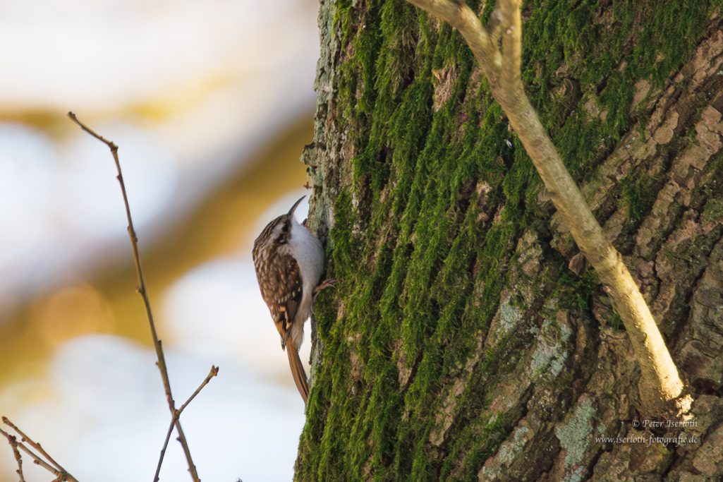 Ein kleiner Vogel krabbelt an einem moosbewachsenen Baumstamm hoch.