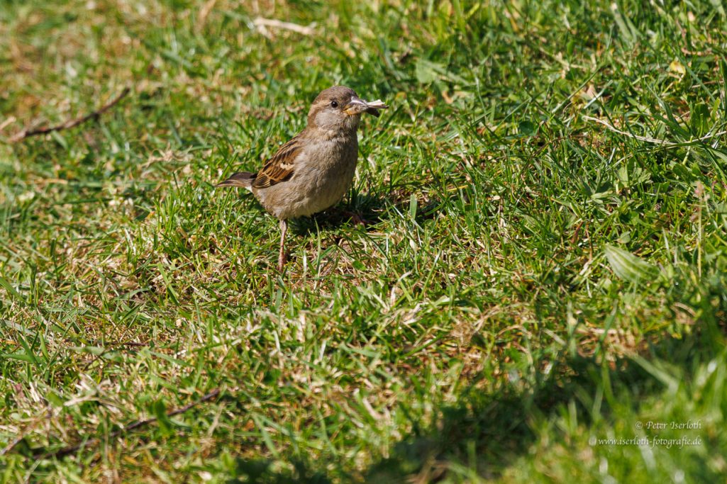 Kleiner Vogel auf grünem Gras, mit braunem Gefieder und aufmerksamer Haltung.