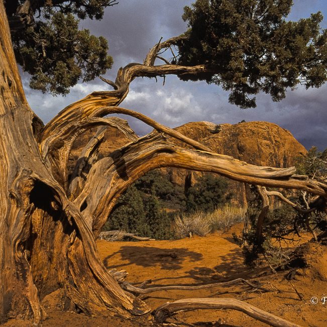 Verkrümmter Baum in einer Wüstenlandschaft mit Felsen im Hintergrund.