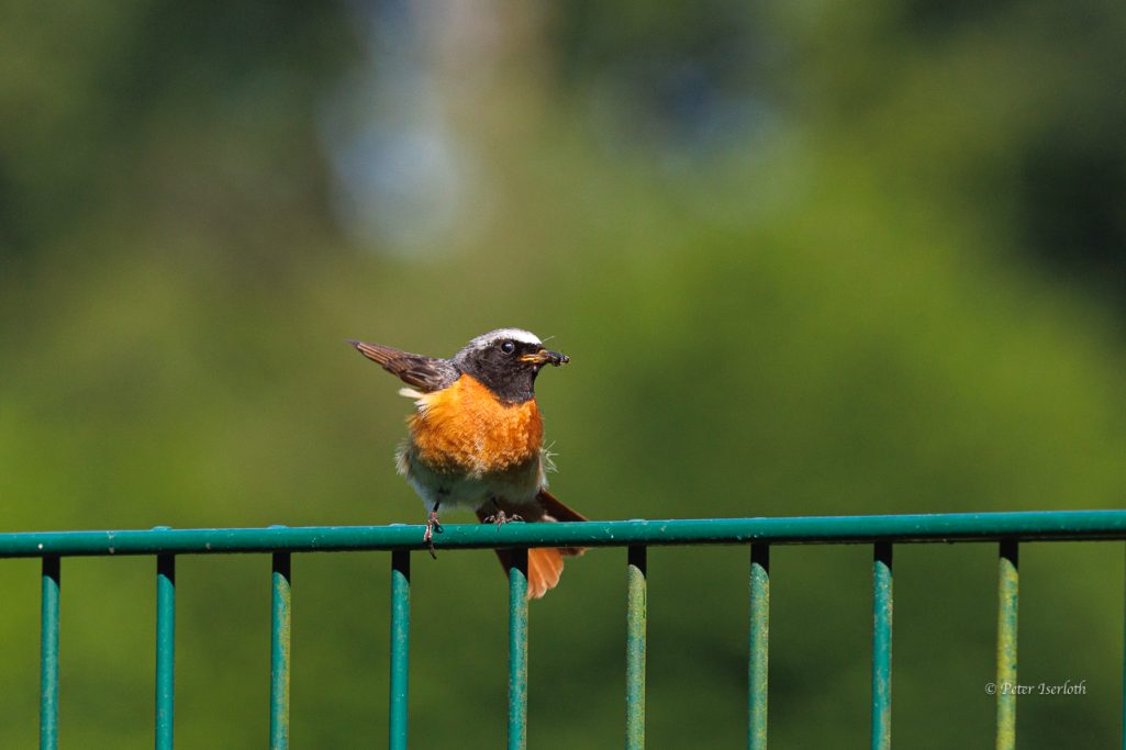 Ein Vogel mit orangefarbener Brust sitzt auf einem grünen Zaun.