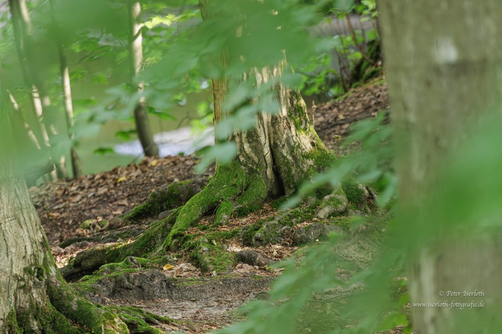 Grüner Wald mit Bäumen und weichem Waldboden, sanfte Lichtdurchlässigkeit.