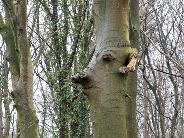 Fotografie einer Buche, in der auch die Natur scherzt, es ist ein Gesicht am Stamm zu erkennen.