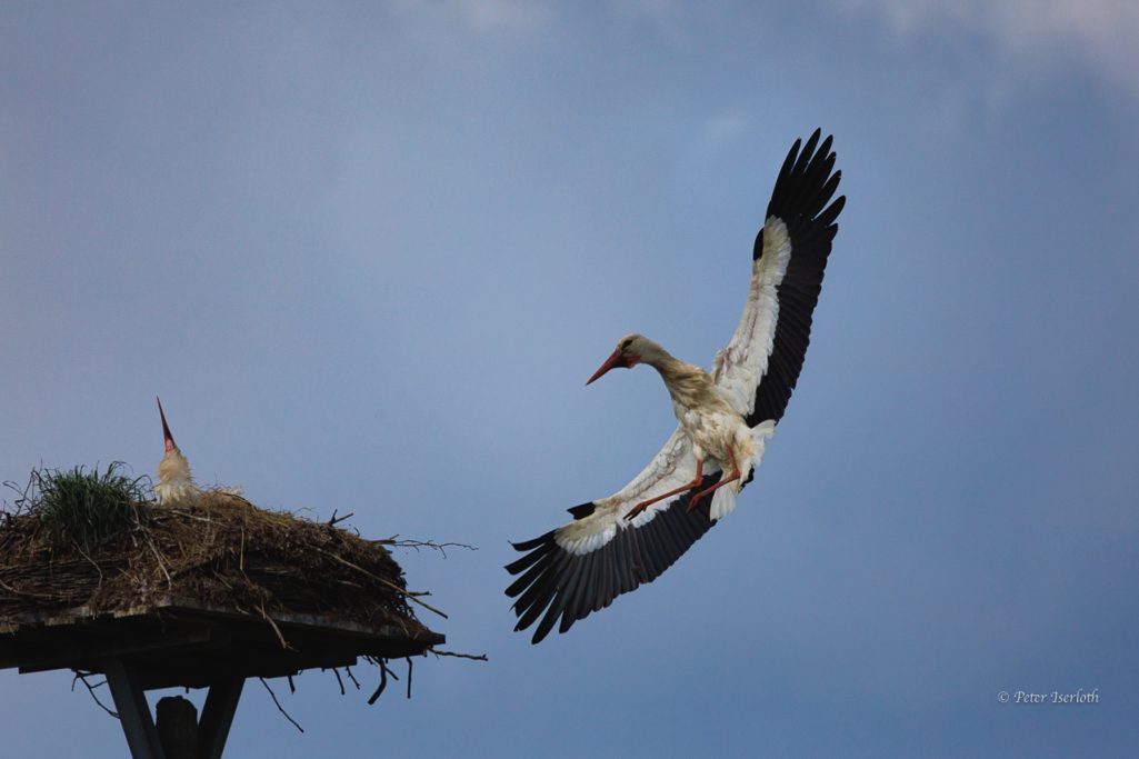 Fotografie einen Weißstorch, im Anflug auf sein Nest.