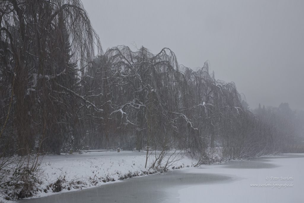 Fotografische Interpretation einer Hängebuche als Farbfoto, jedoch im Winter ist es ein Schwarzweiß - Foto.