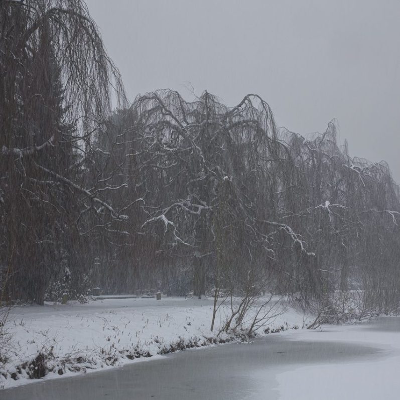 Schneebedeckte Landschaft mit gefrorenem Teich und schwankenden Bäumen im Nebel.
