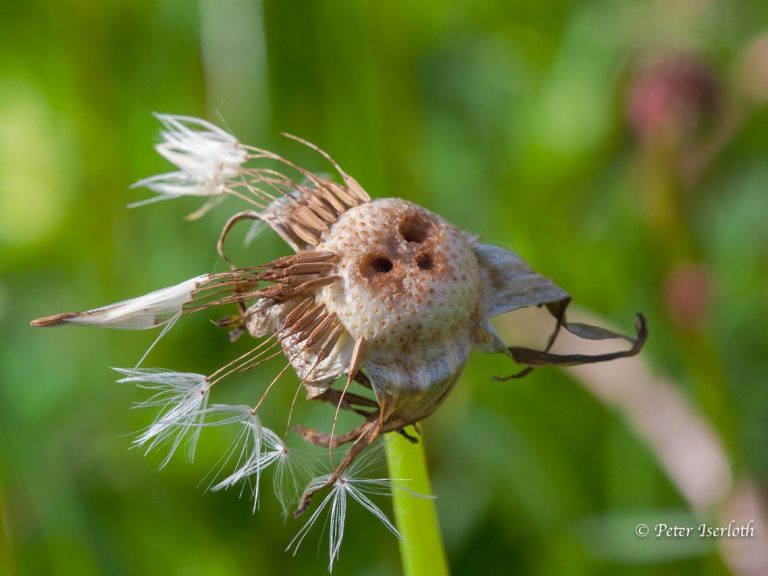 Fotografie einer Pusteblume, fast alle Flugsamen sind weg, aber der Kelch sieht aus wie ein Gesicht.