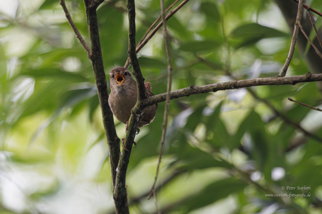 Ein kleiner Vogel sitzt auf einem Ast, umgeben von grünen Blättern.