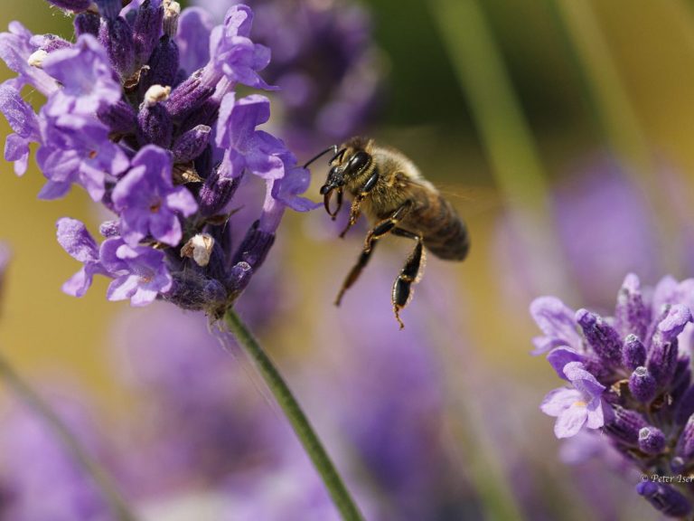 Fotografie einer Biene im Anflug auf die Blüte des Lavendel.