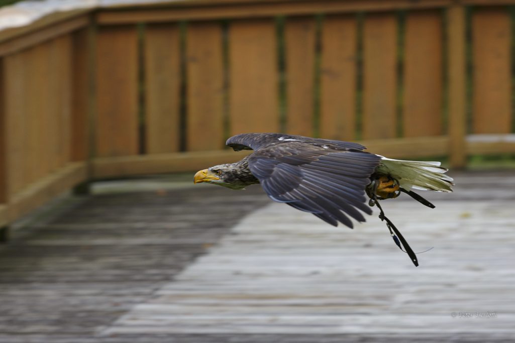 Fotografie eines Riesenseeadler im Flug, der majestätisch durch die Luft gleitet.