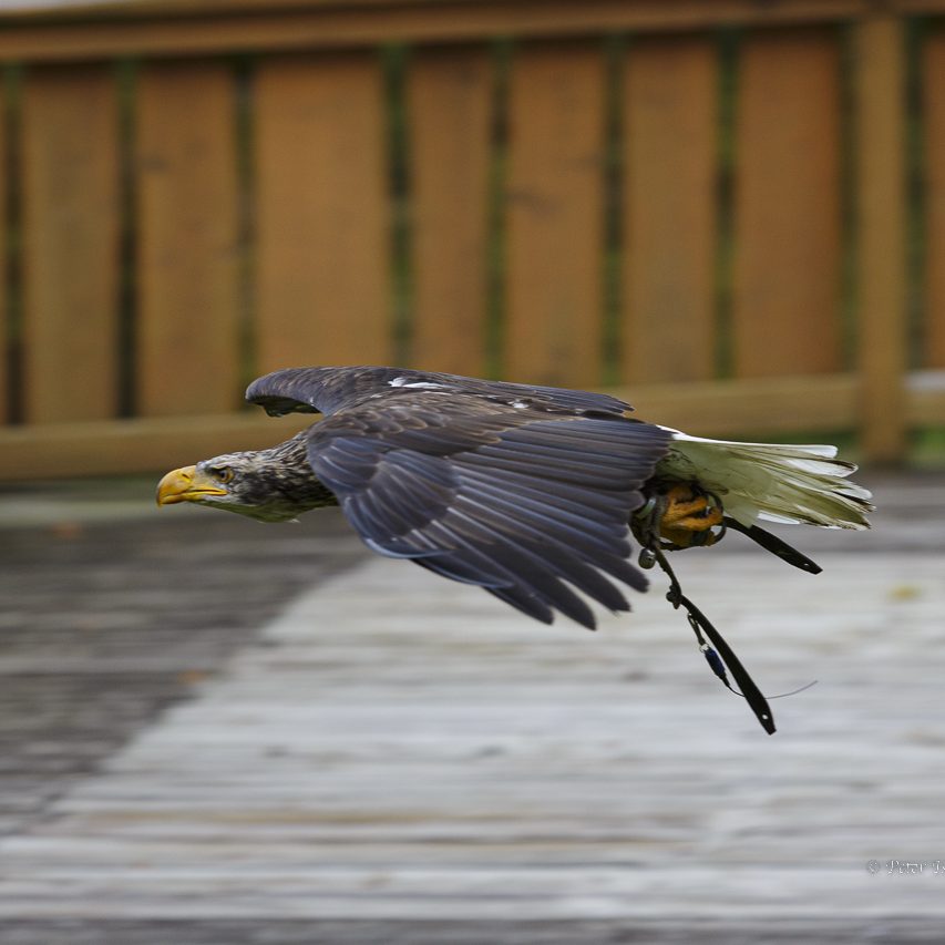 Ein schnell fliegender Greifvogel mit markantem Schnabel und ausgebreitetenFlügeln.