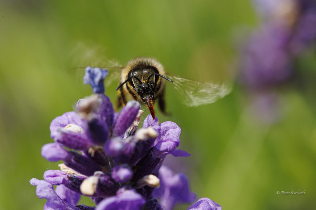 Biene, die auf einer lila Blume sitzt und Nektar sammelt.