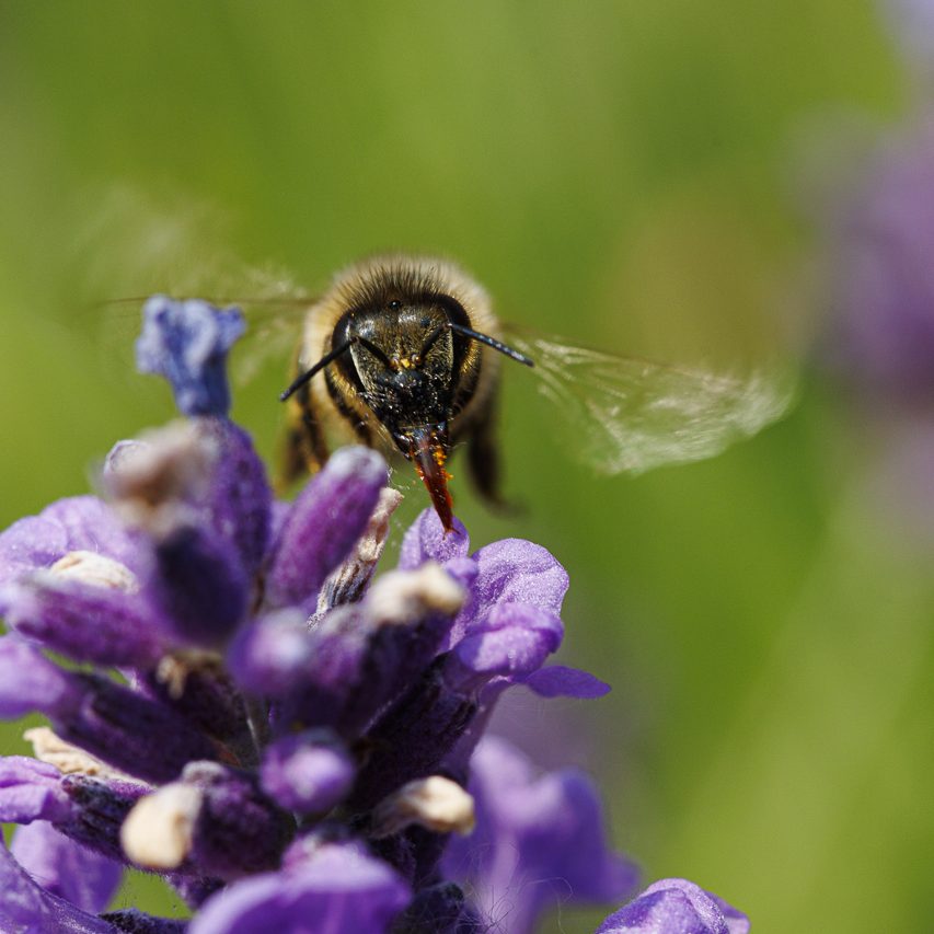Biene mit ausgebreiteten Flügeln, die Nektar von lila Lavendelblüten sammelt.