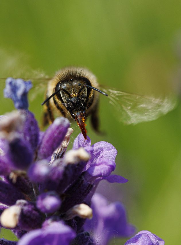 Macro - Fotografie einer Biene, die auf einem Lavendel Nektar genießt.