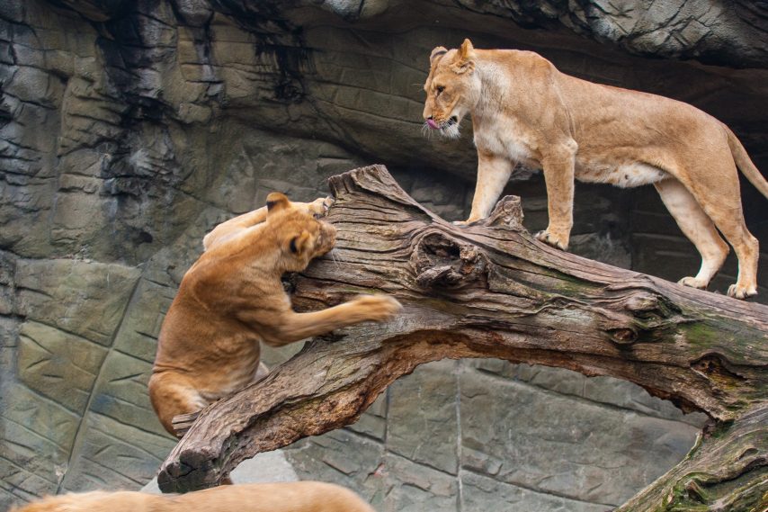 Fotografie zweier Löwen (Panthera leo) im Tierpark, die gemeinsam auf einem Ast spielen.