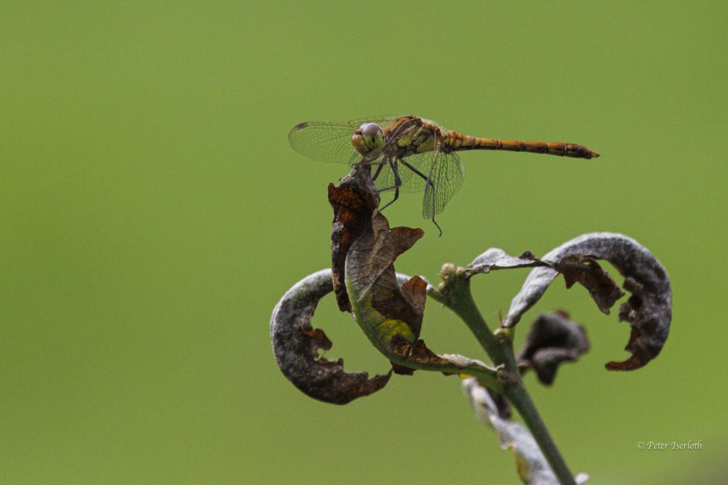 Libelle auf einem verwelkten Blatt mit unscharfem grünem Hintergrund.