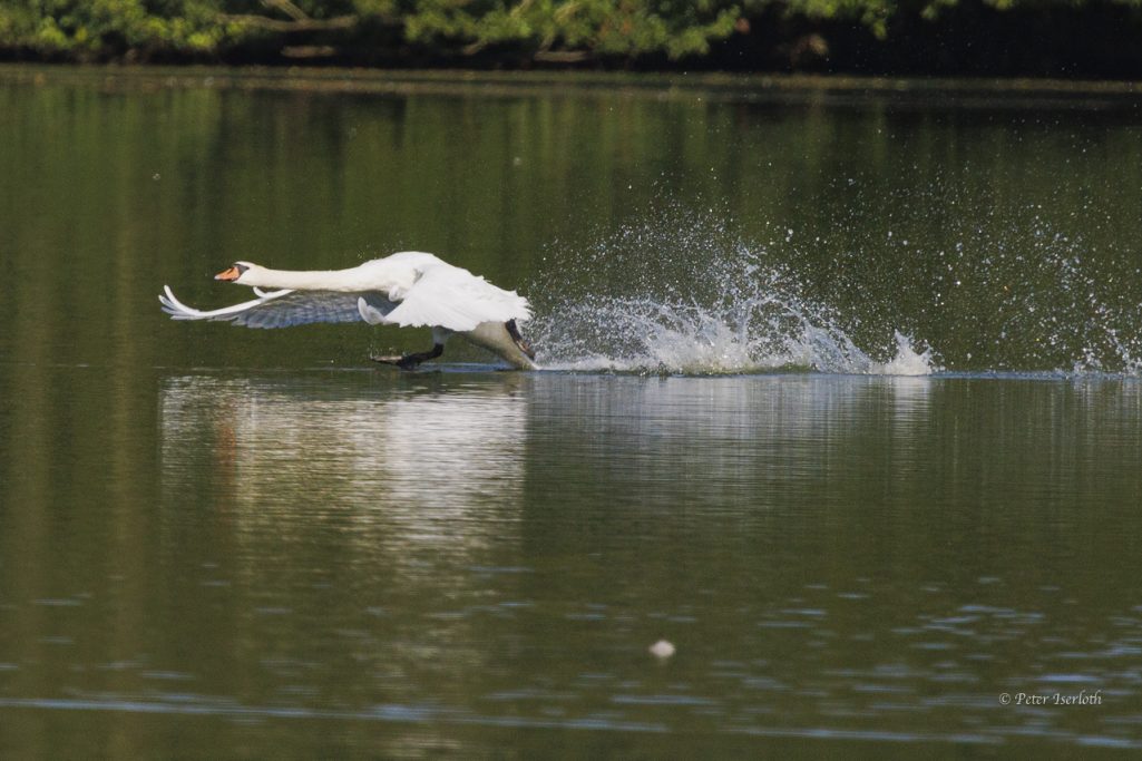 Ein fliegender Schwan berührt das Wasser mit seinen Flügeln und spritzt Wasser hoch.