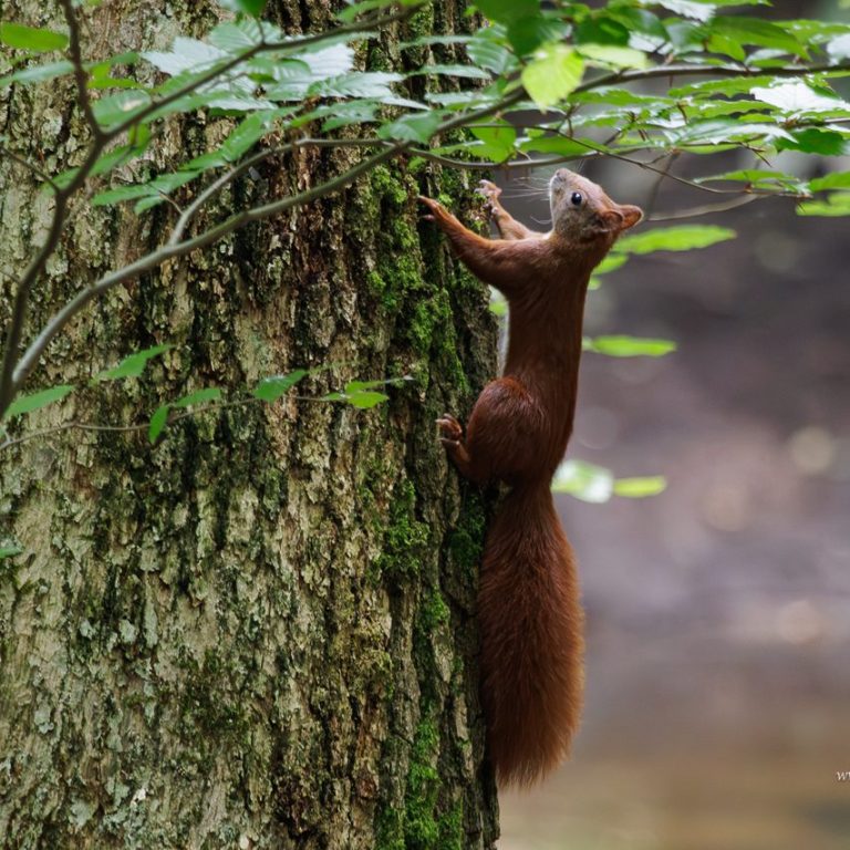 Eichhörnchen klettert an einem Baumstamm und sucht nach Nahrung im Geäst.