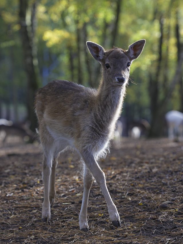 Fotografie eines jungen Damwild, dass neugierig die Welt erkundet.