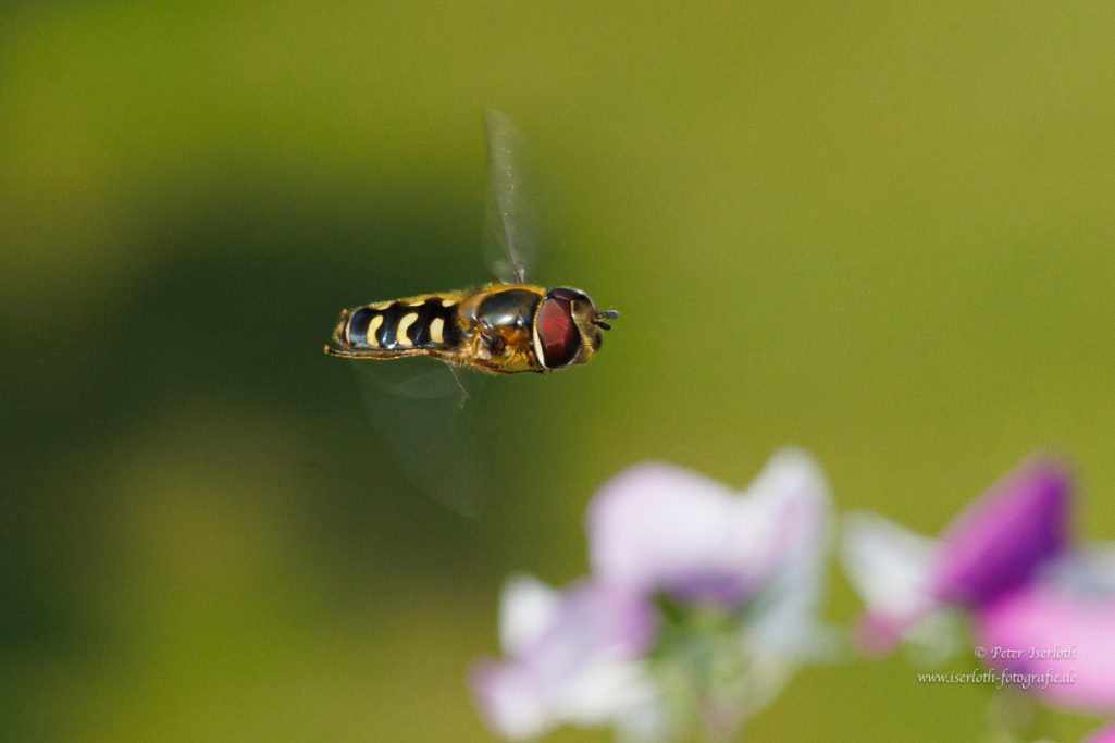 Schwebfliege in der Luft über bunten Blumen, scharf fokussiert vor unscharfem Hintergrund.