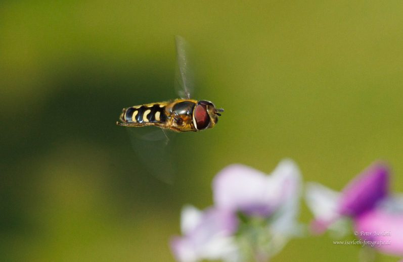Eine Schwebfliege fliegt vor einer blühenden Pflanze mit bunten Blüten.
