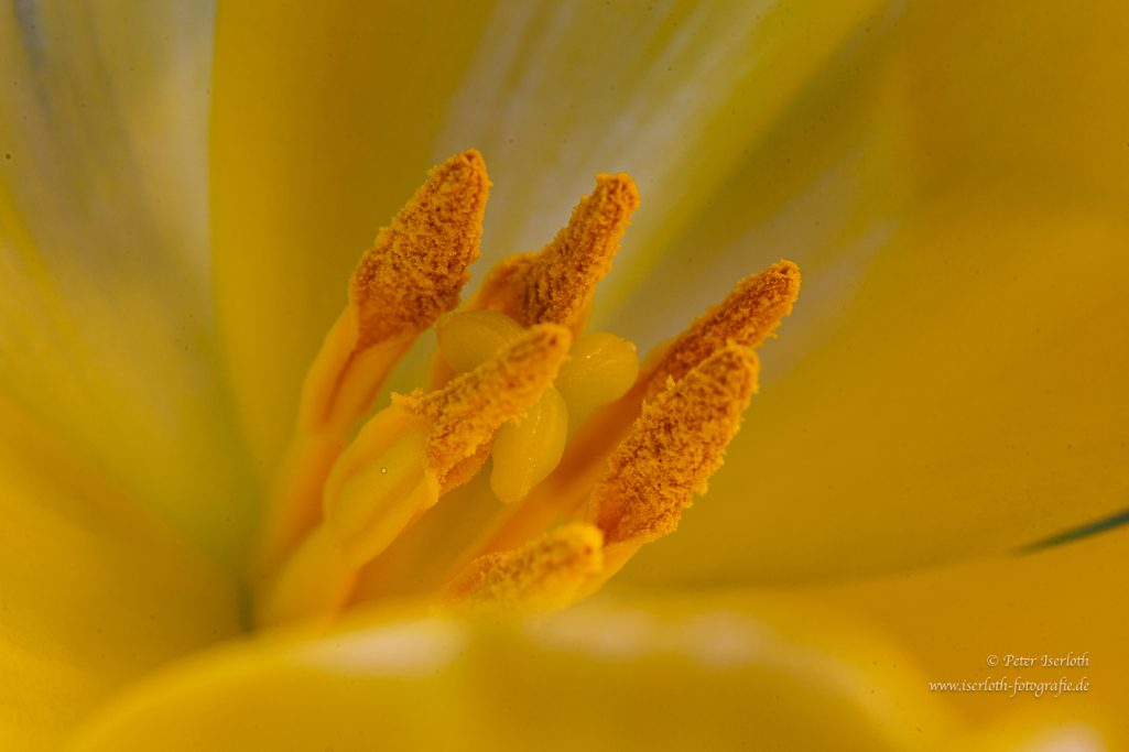 Gelbe Blüte mit leuchtend orangefarbenen Staubfäden im Zentrum.