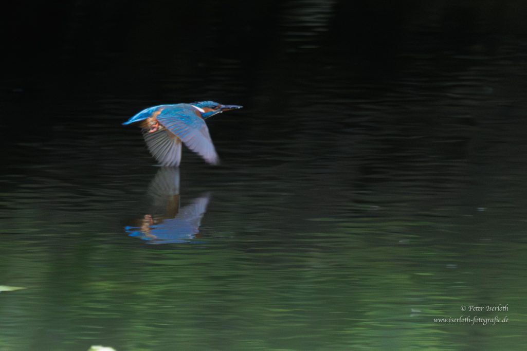Eisvogel fliegt über einen stillen Teich, sein Spiegelbild im Wasser sichtbar.