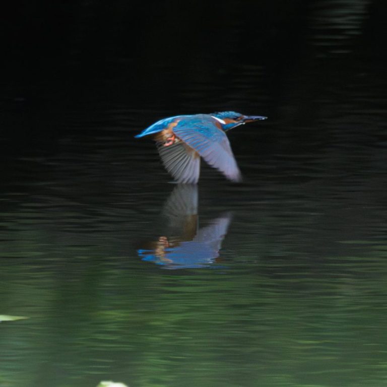 Ein Eisvogel fliegt über das Wasser und spiegelt sich im ruhigen Gewässer.