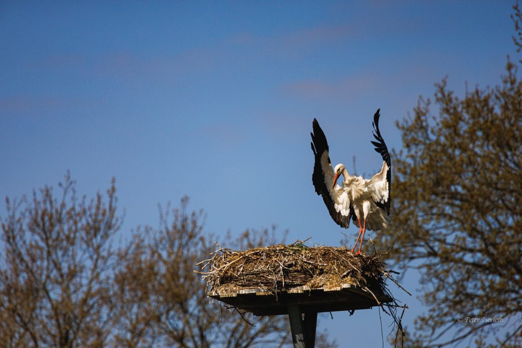 Ein Storch auf einem Nest, mit ausgebreiteten Flügeln unter blauem Himmel.