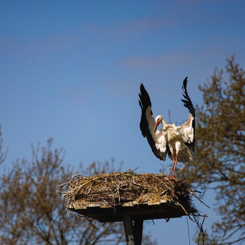 Storch auf einem Nest, bereit zum Abheben, vor blauem Himmel und Bäumen.