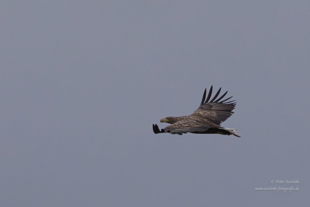 Ein Greifvogel fliegt durch einen grauen Himmel.