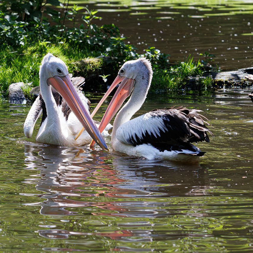Zwei Pelikane stehen im Wasser und beugen ihre Köpfe zueinander.