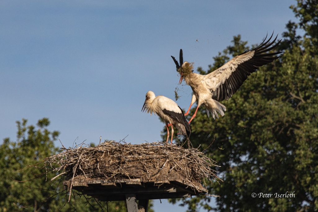 Fotografie eines Weißstorchs im Landeanflug auf das Nest, mit Nistmaterial im Schnabel.