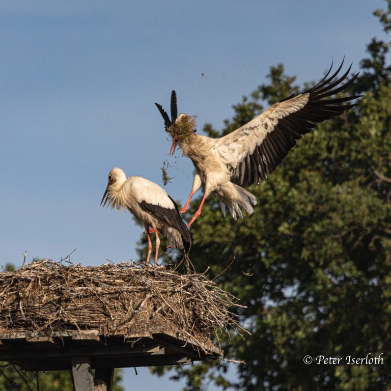Ein Storch landet auf einem Nest, während ein anderer Storch darauf sitzt.