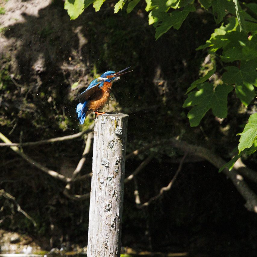 Eisvogel sitzt auf einem Pfosten, umgeben von grünen Blättern und schüttelt sich Wasser aus dem Gefieder.