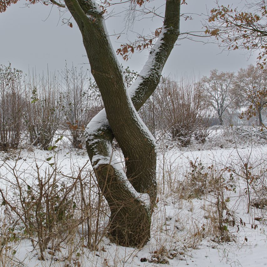 Ein gewundener Baumstamm in einer schneebedeckten Landschaft.