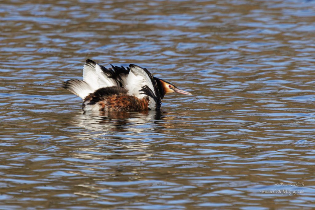 Ein Entenvogel schwimmt auf ruhigem Wasser, mit gefiedertem Schwanz und buntem Gefieder.