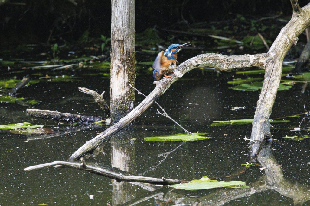 Eisvogel sitzt auf einem Ast über einem stillen Gewässer mit Wasserpflanzen.