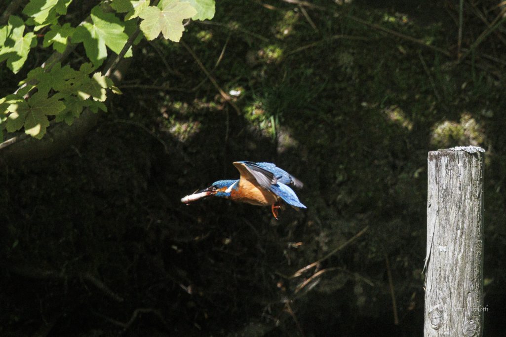Fotografie vom Eisvogel (Alcedo atthis) im Flug, mit einem Fisch im Schnabel.