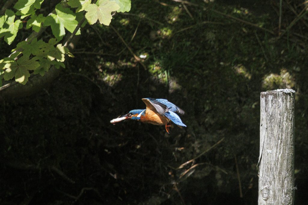 Ein Eisvogel fliegt vor einem Pfosten zu seiner Brutröhre, mit Fisch im Schnabel.