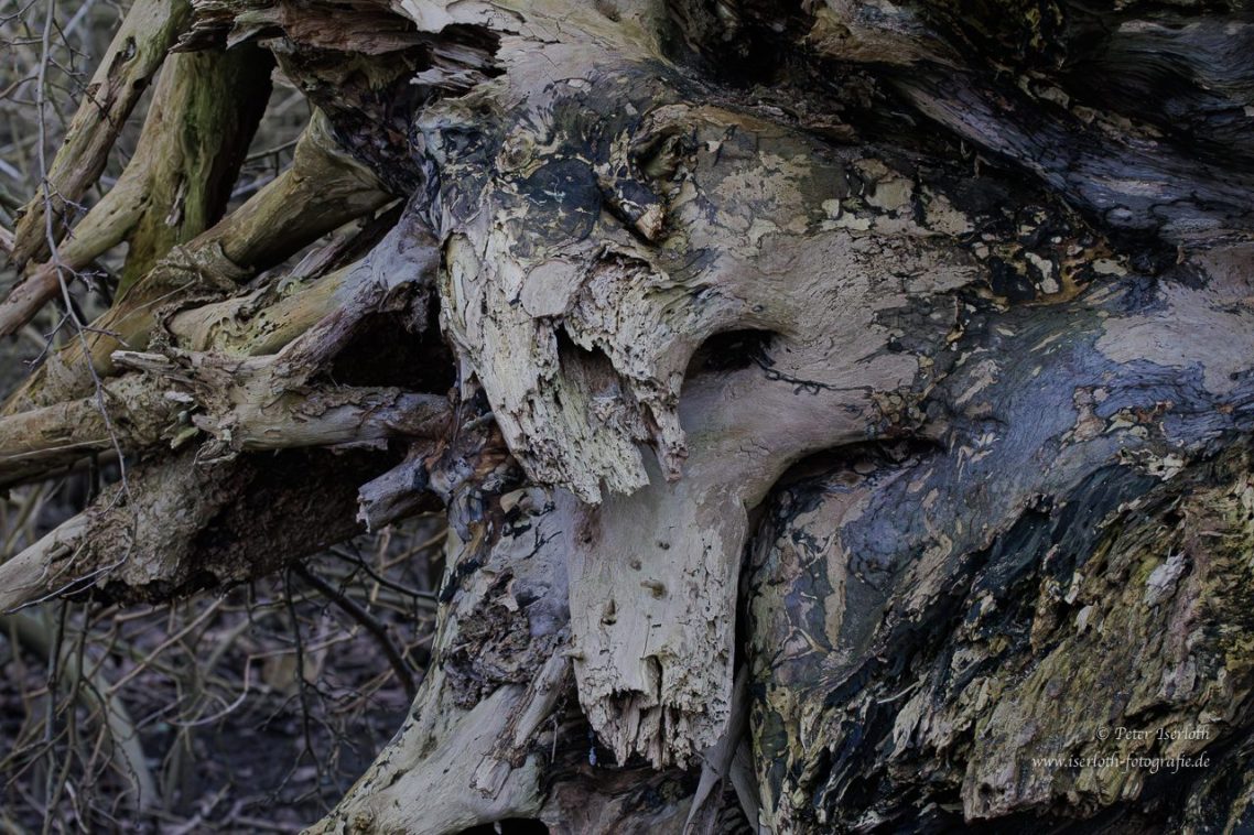 Wurzelwerk mit verwittertem Holz und natürlichen Texturen in Erdtönen.