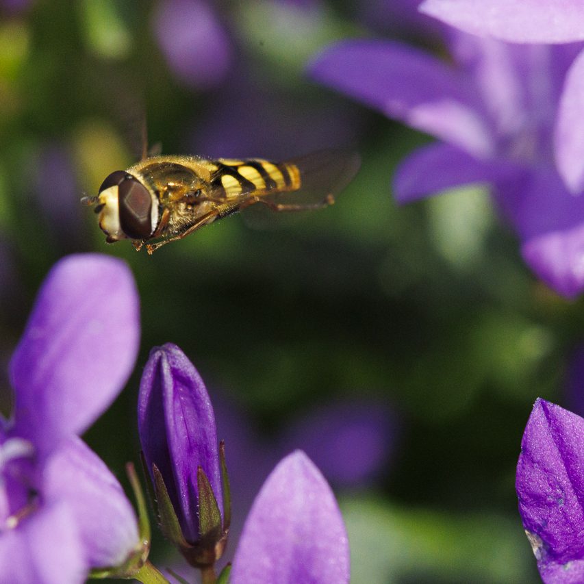 Schwebefliege fliegt über lila Blüten in grünem Hintergrund.