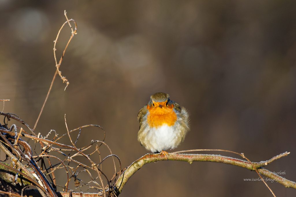 Ein kleiner, orangebrustiger Vogel sitzt auf einem Ast vor unscharfem Hintergrund.