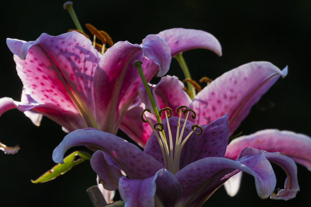 Pink Lilienblüten mit lila und weißen Akzenten auf schwarzem Hintergrund.