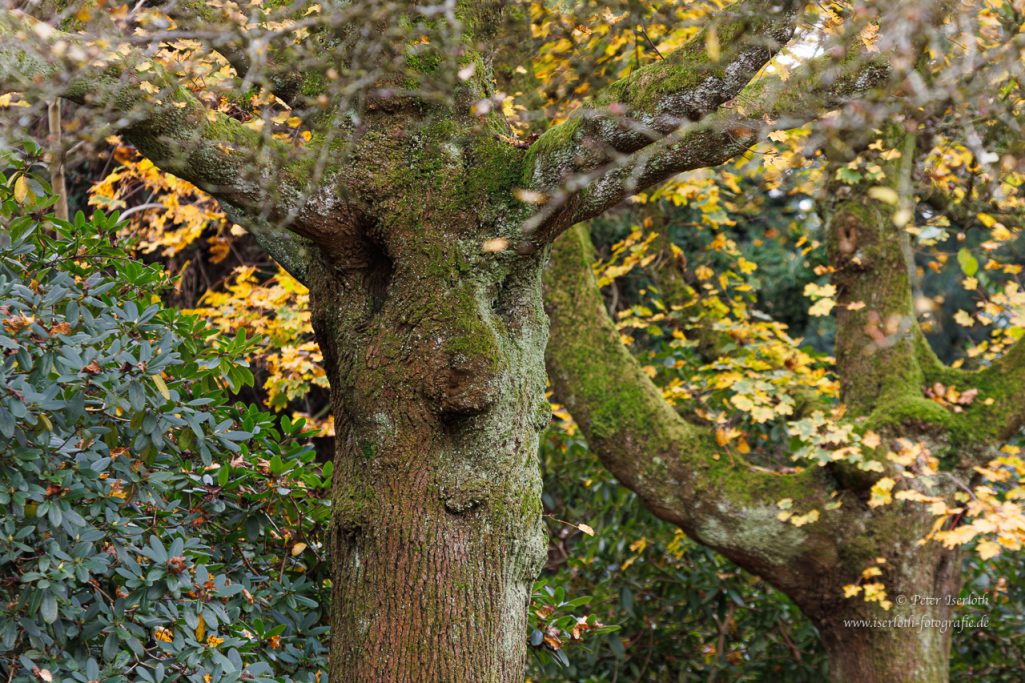 Ein Baum mit moosbedecktem Stamm und bunten Herbstblättern.