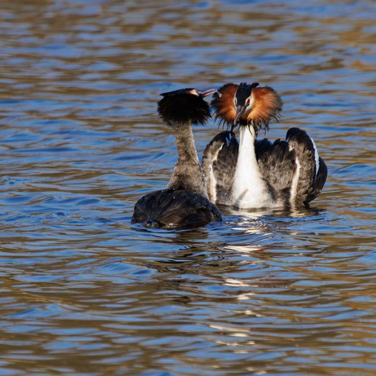 Zwei Haubentaucher schwimmen auf dem Wasser, ihre auffälligen Hauben sind zu sehen.
